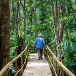 Pterocarpus Forest - Palmas del Mar