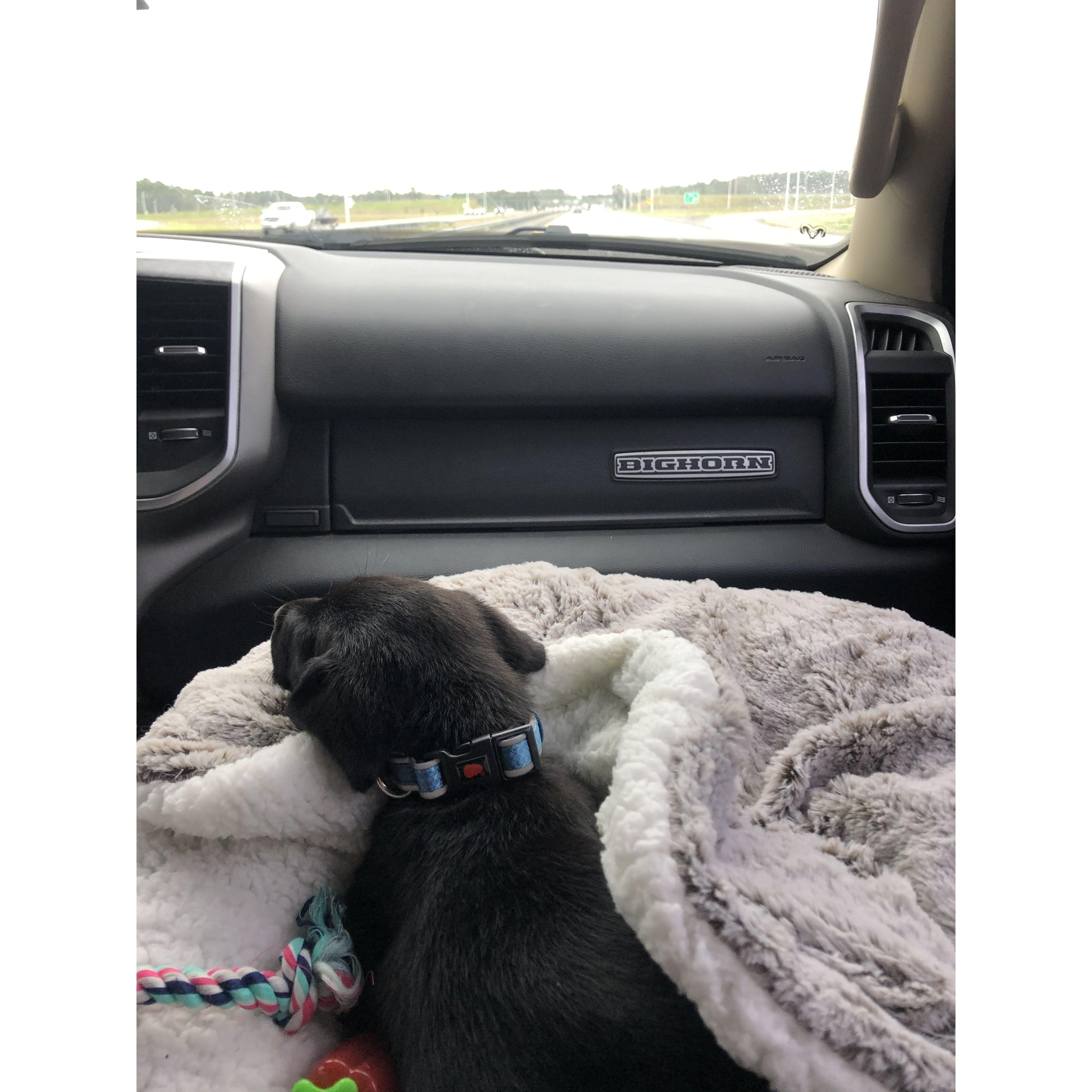 Bringing home our baby Remi from South Carolina!
