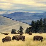 National Bison Range