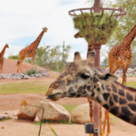 Phoenix Zoo