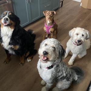 Dog Sitter Fund | Fondo para el cuidado de nuestras perras