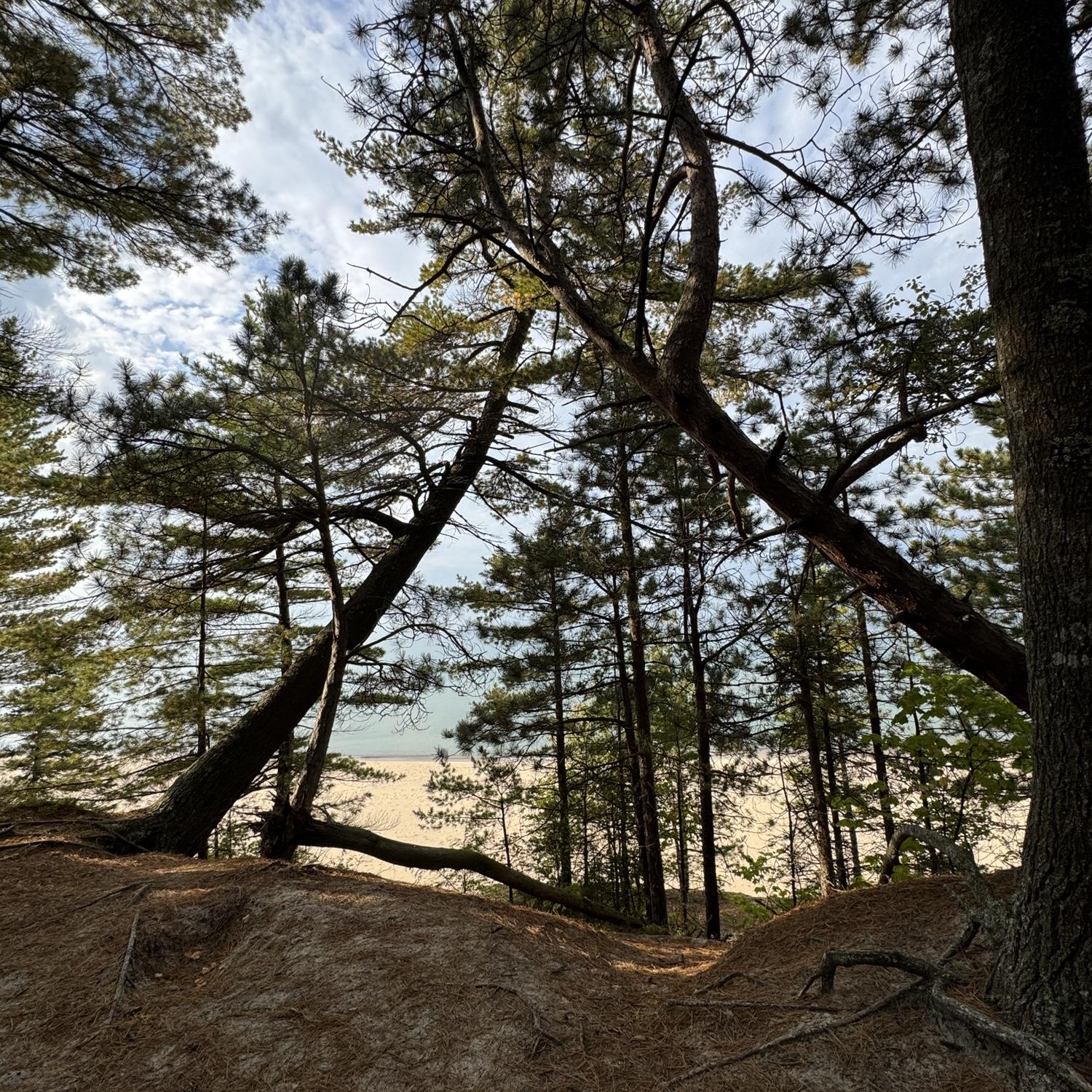We intended to hike to Big Star Cove, but this natural tree arch just off of the North Country Scenic Trail looked perfect - so we stopped here instead for our ceremony!