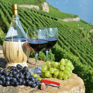 Wine Tasting in Florence