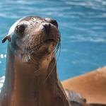 Mystic Aquarium