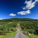Wilklow Orchards