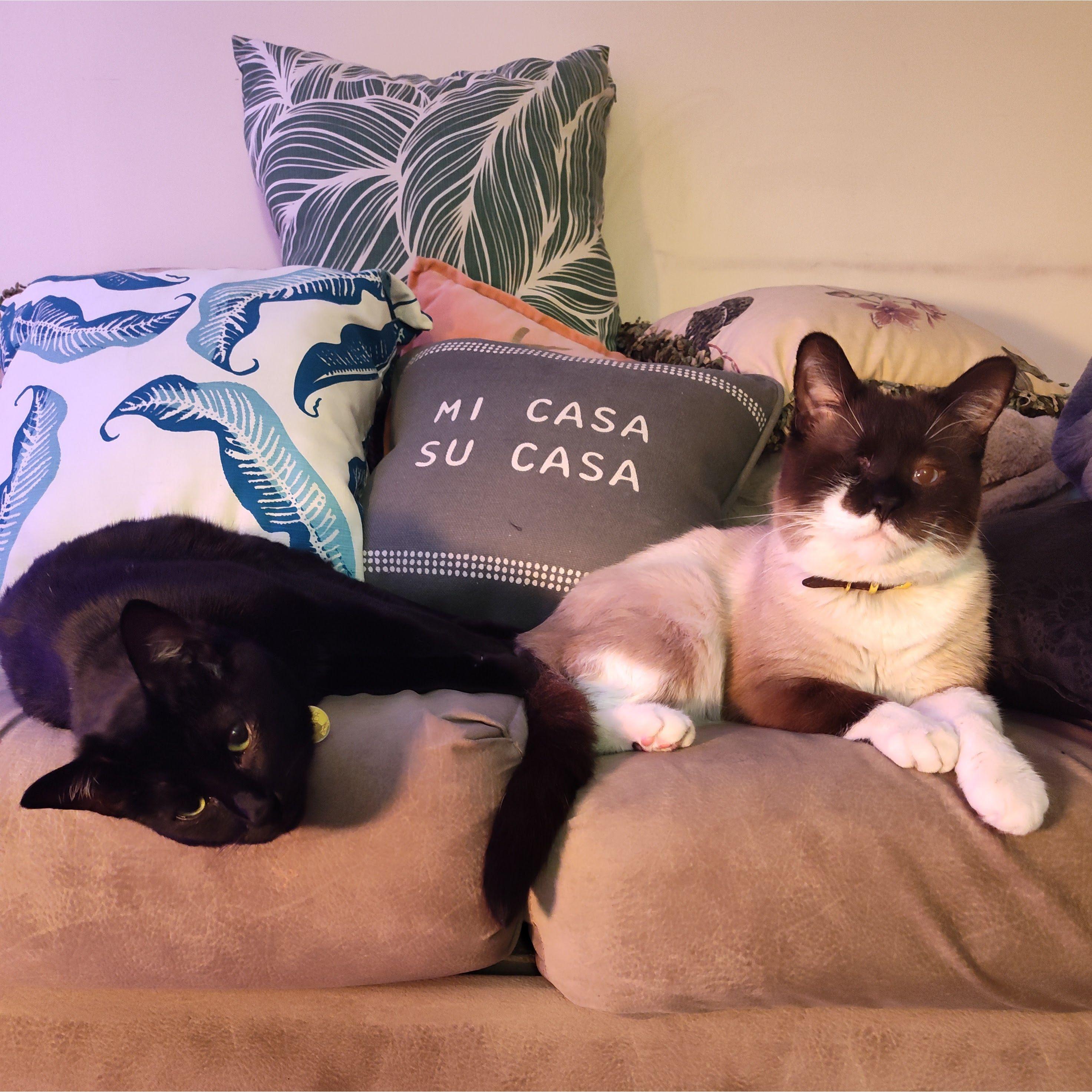 We knew we were serious when we adopted two cats. Meet Bobby & K*tty!