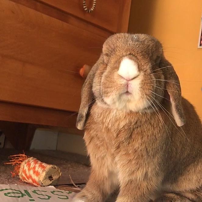 This is Winnie, we adopted her in 2016.