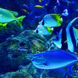 Shedd Aquarium