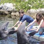 Dolphins Plus Bayside
