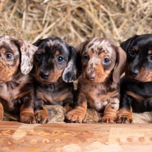 Puppy Fund