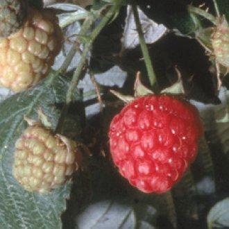 Raspberries (5 Roots)