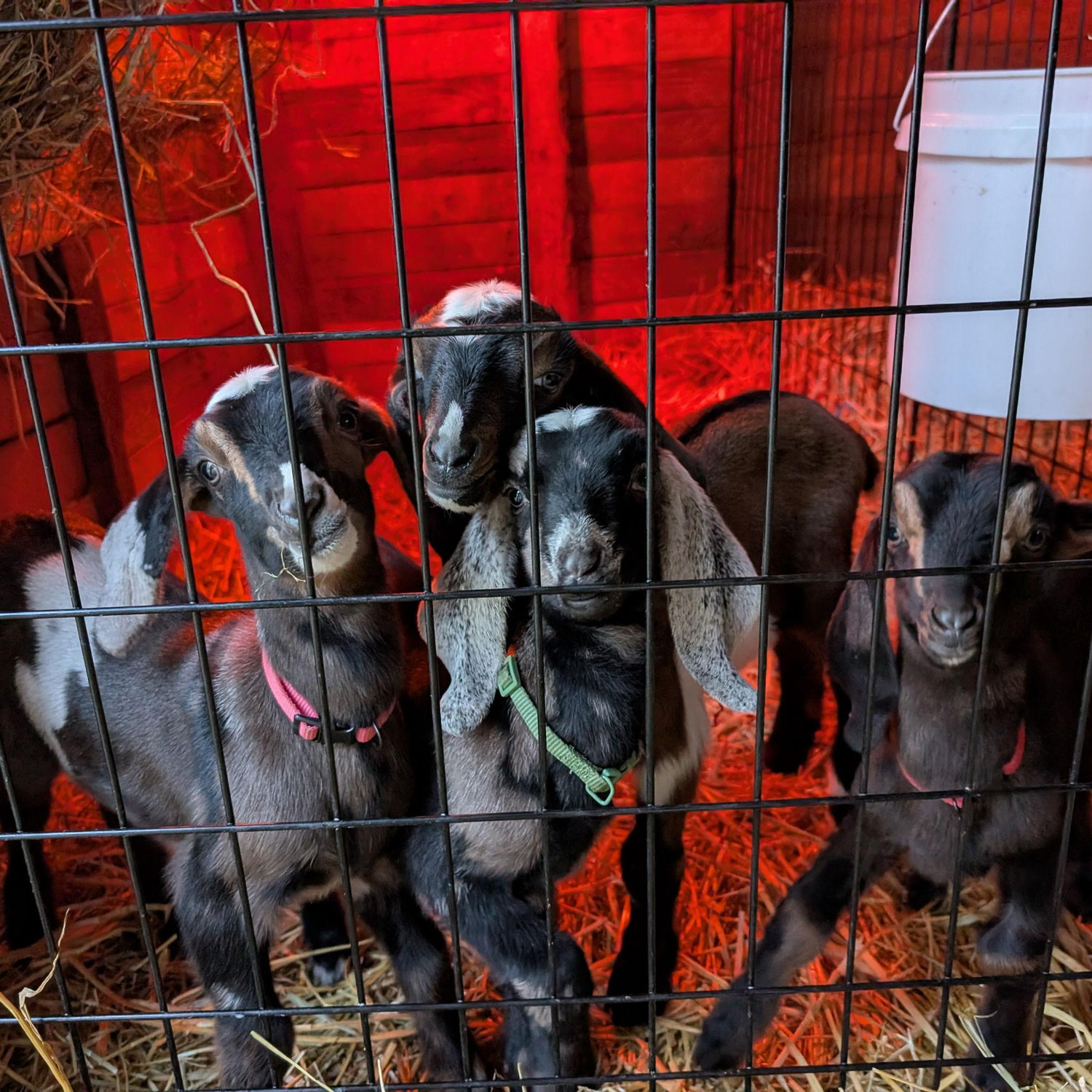 2nd round of goat kids