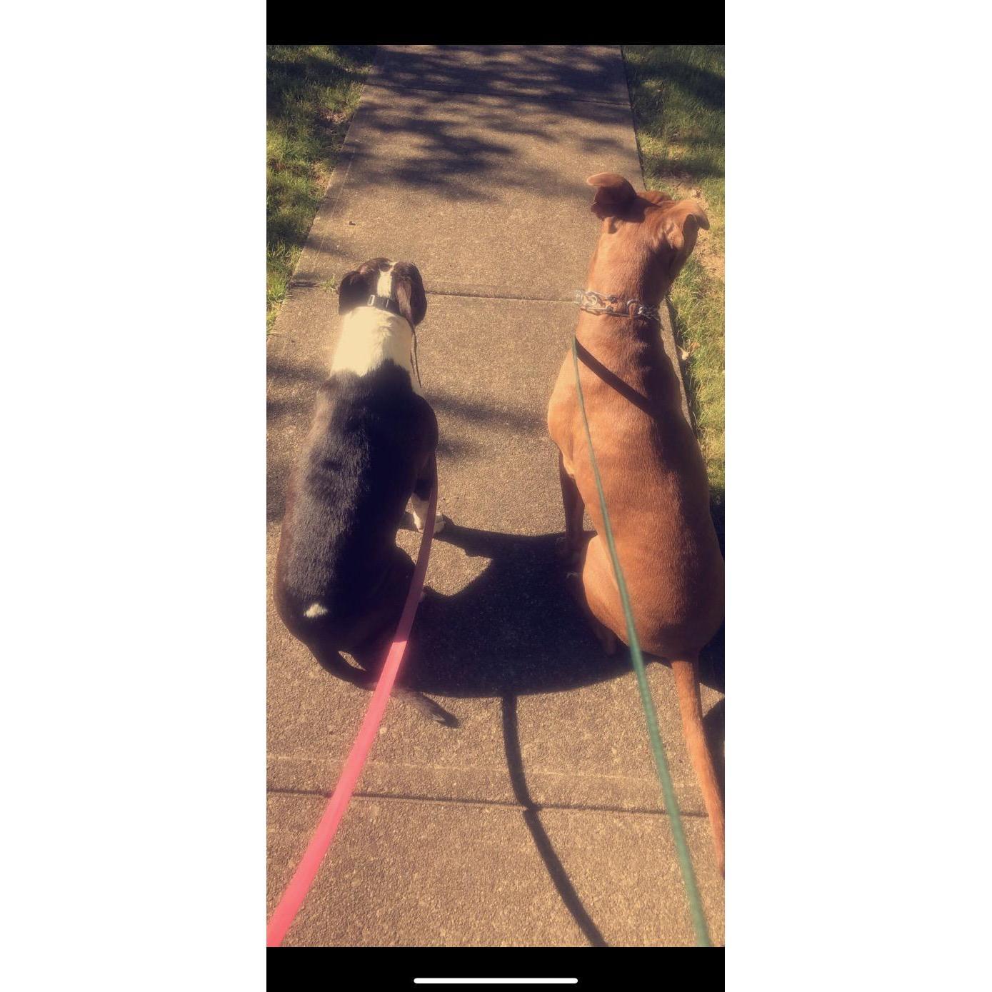 Walks are well-liked in our home!