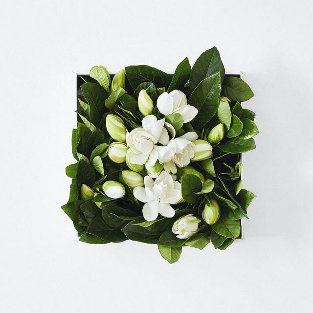 High Camp Gardenia, VINE & BLOOM BOX