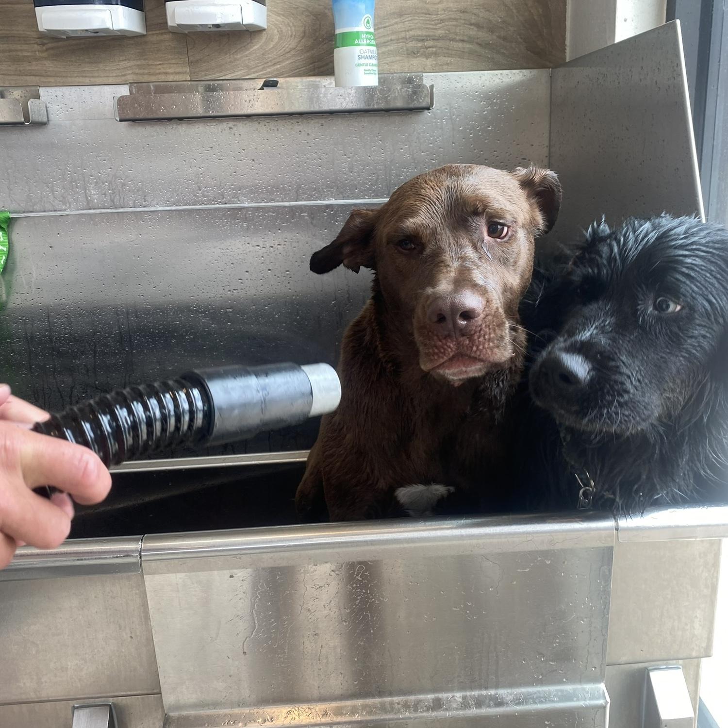 One of the first times Johnny came to visit Lauren in Fort Collins, Laika and Baxter had too much fun outside and needed a bath!