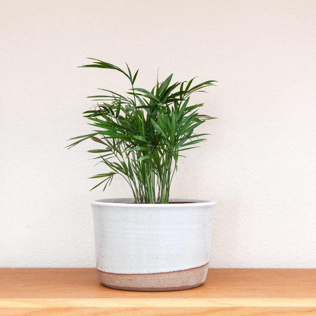 6" Planter