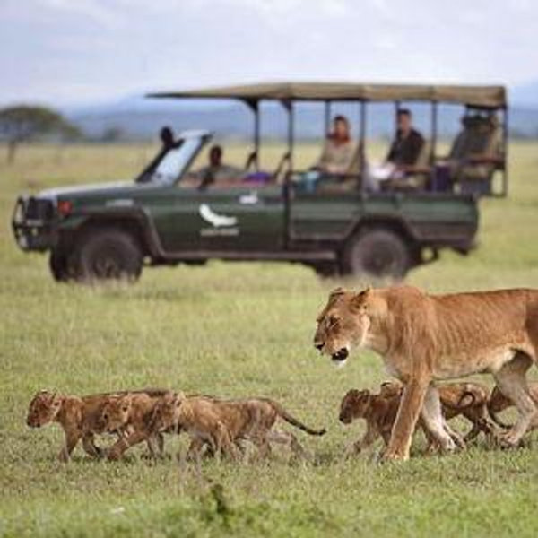 African Safari Honeymoon Fund