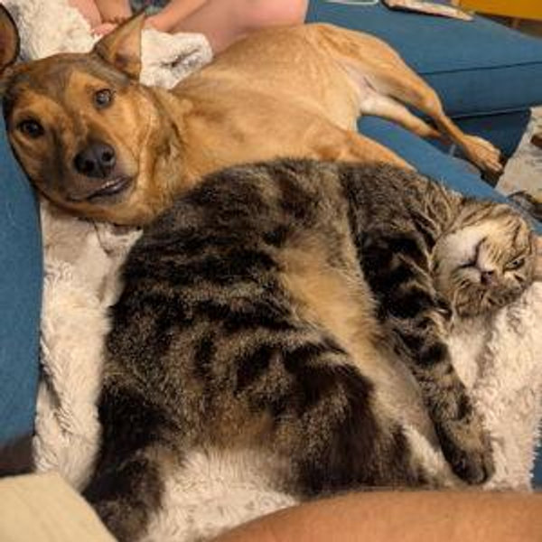 Pet Care for Rigby and Josephine while we're away