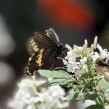 Lukas Nursery & Butterfly Encounter