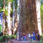 Jedediah Smith Redwoods State Park