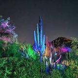Desert Botanical Garden