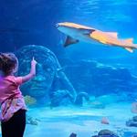 Sea Life Aquarium