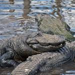 Gatorland