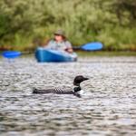 Wild Meadow on Winnipesaukee