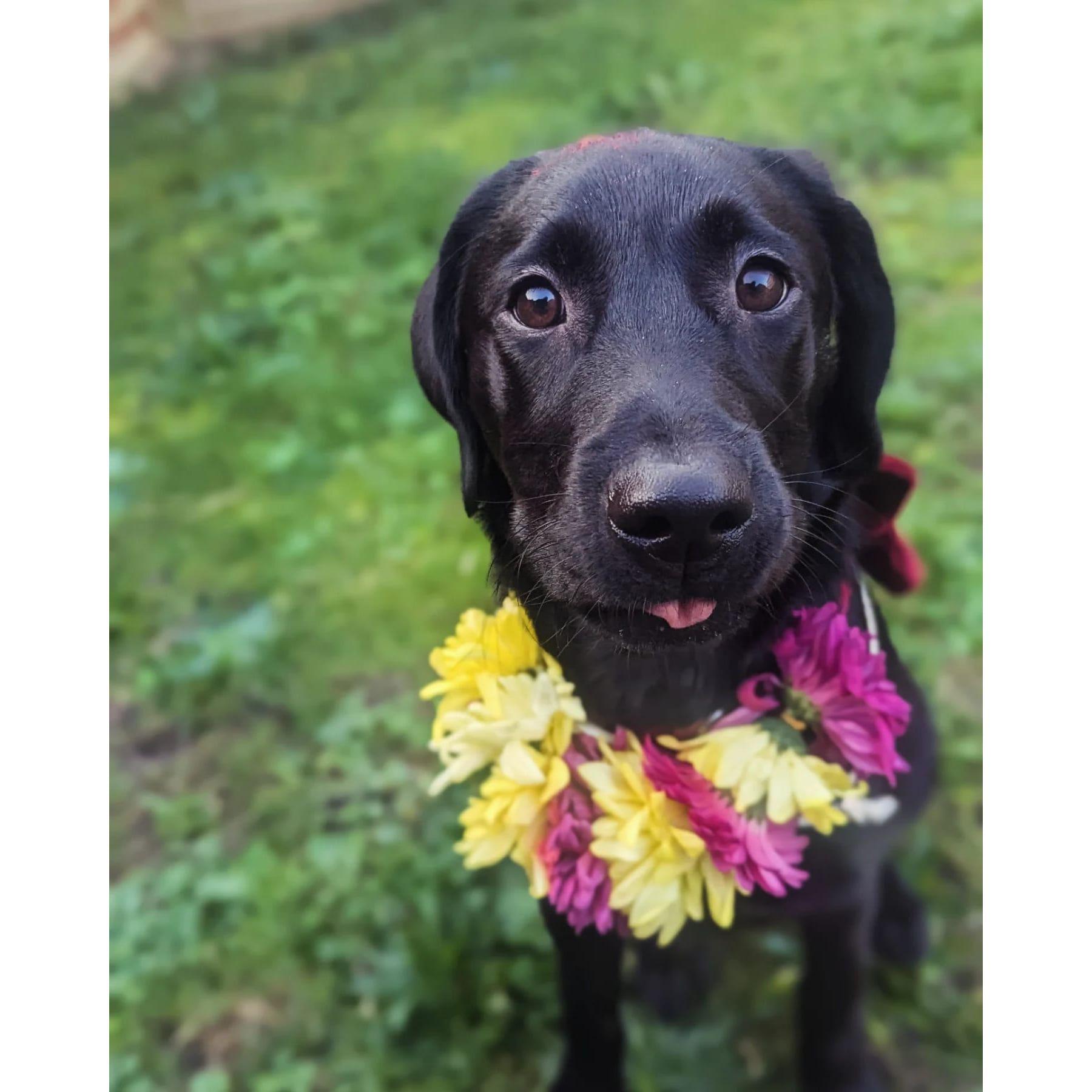 Lulu's Kukur Tihar Garland <3