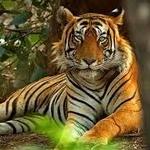 Ranthambore National Park Safari