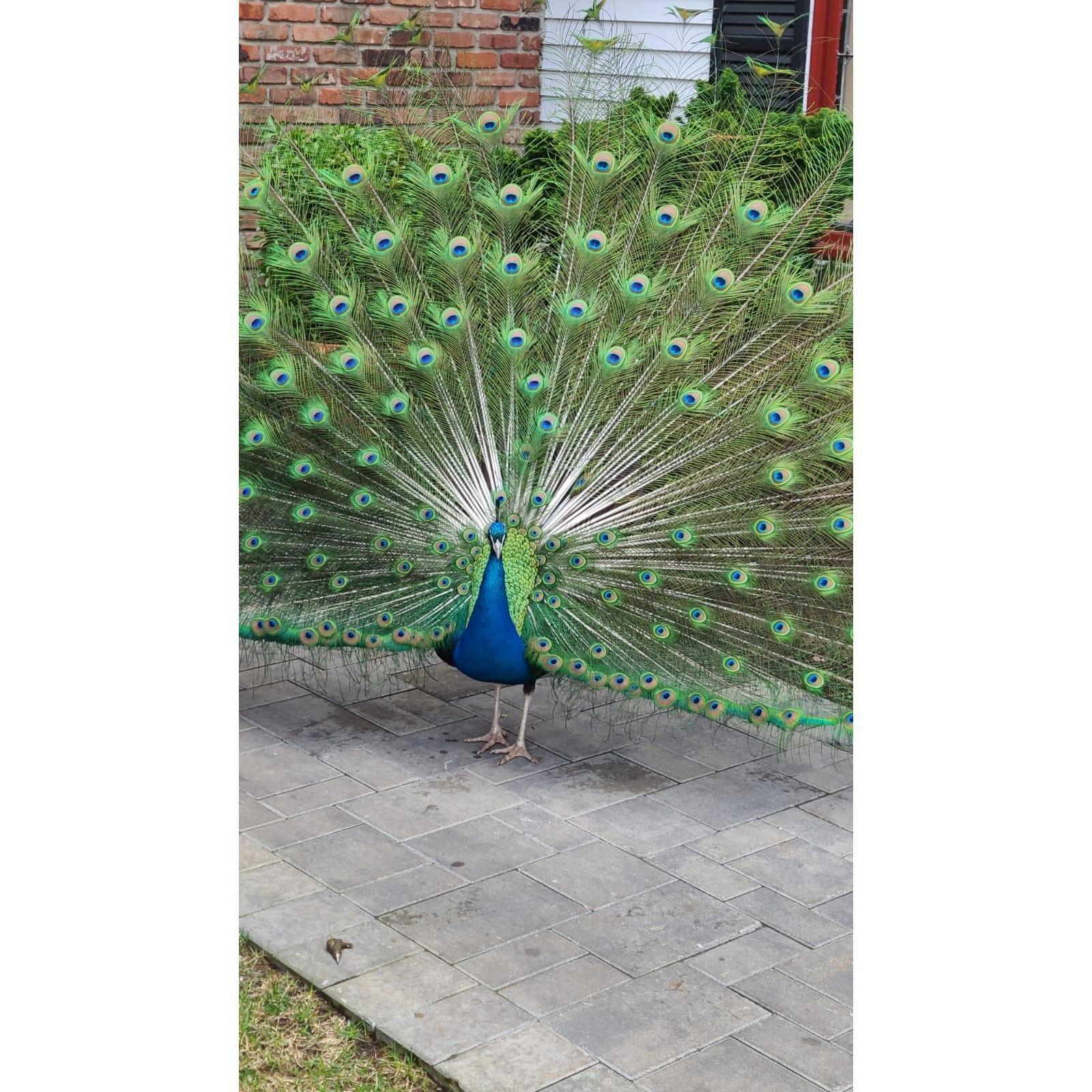 Yup even had a peacock!