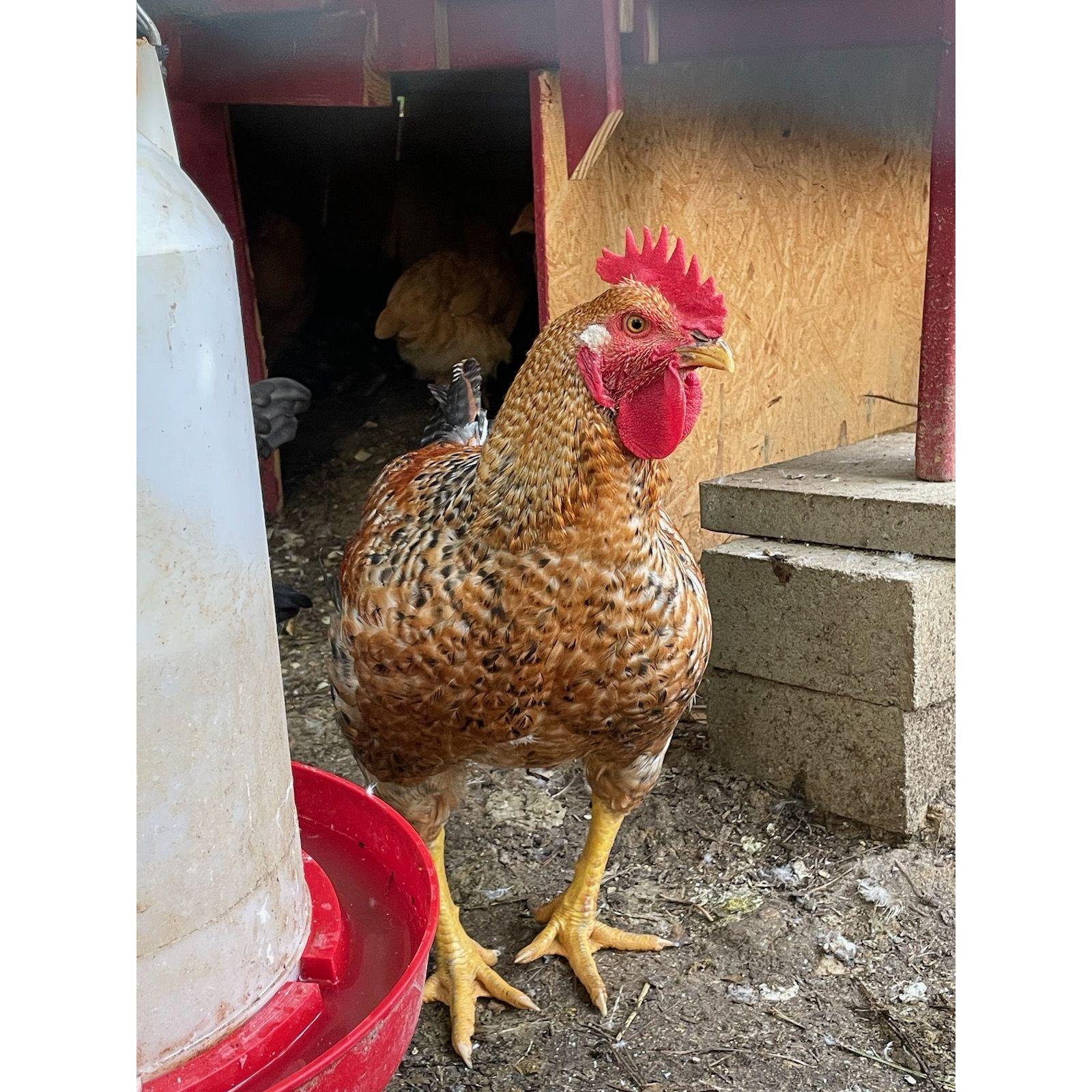 The first rooster we raise, and the first one we ate.