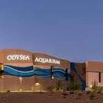 OdySea Aquarium