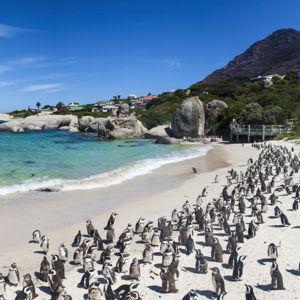 Excursions to Table Mountain, Chapman’s Peak, and Cape of Good Hope
