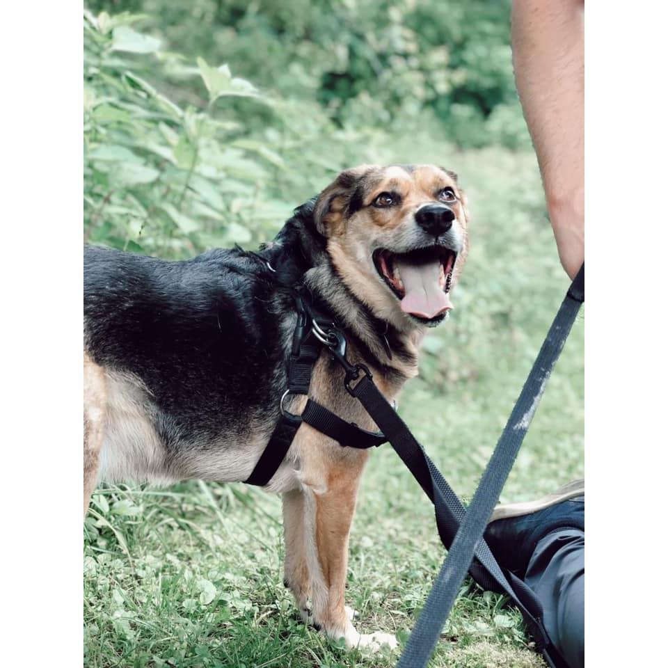 This, oh this, is the king of all dogs- Reggie boy! Also referred to as "mom's little Wedge (like Reg) salad." The most perfect mix of sweetness and cuddliness.
He belonged to Tom pre-Taylor.