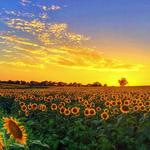 Grinter Sunflower Farms (Grinter Farms, Inc.)