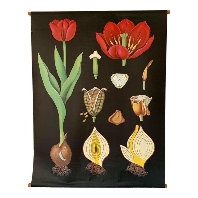 Jung-Koch-Quentell Tulip Botanical Poster