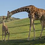 San Diego Zoo Safari Park