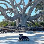 Driftwood Beach