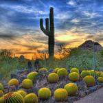 Entrance to Desert Botanical Garden