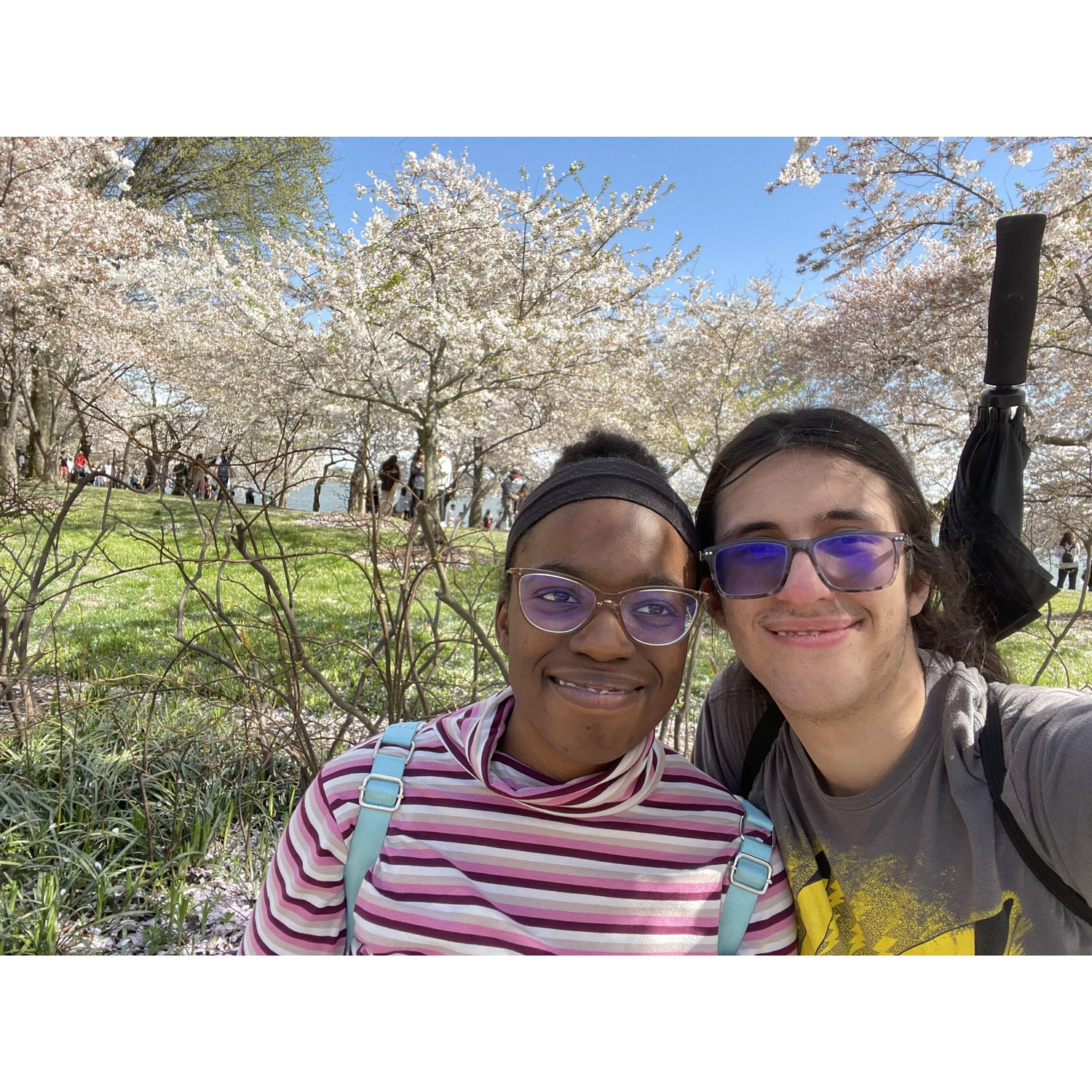 Cherry trees in D.C. in the spring.