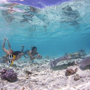 Snorkel Tour with Sharks and Rays in Bora Bora