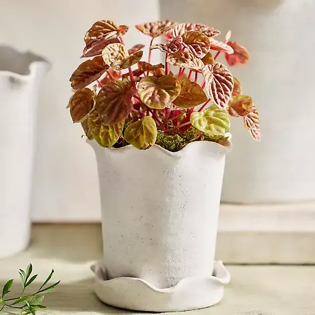 Terracotta Pie Crust Rim Planter, Straight Side