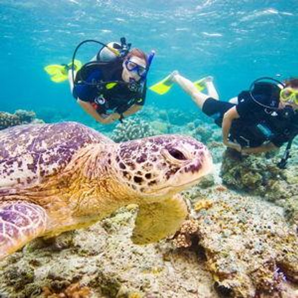 Scuba Diving in Maui On Our Honeymoon