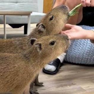 Tokyo Capybara Cafe Experience