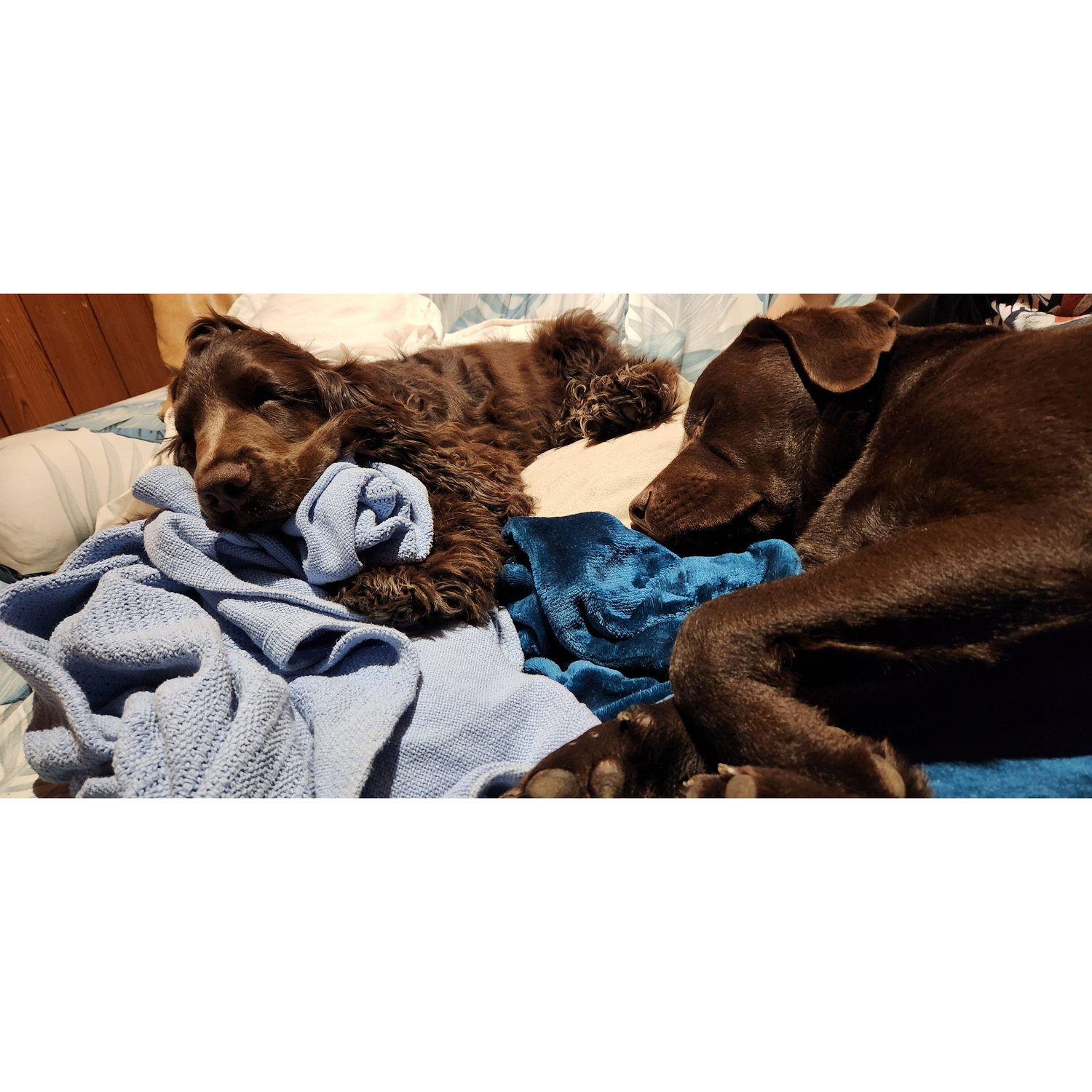 Sleepy Babies, 2023
