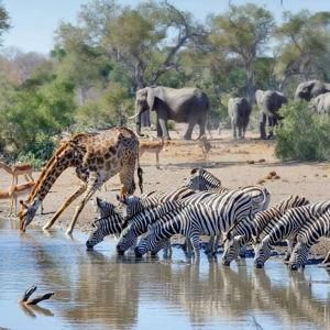 Kruger National Park Day Tour