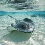 Stingray City