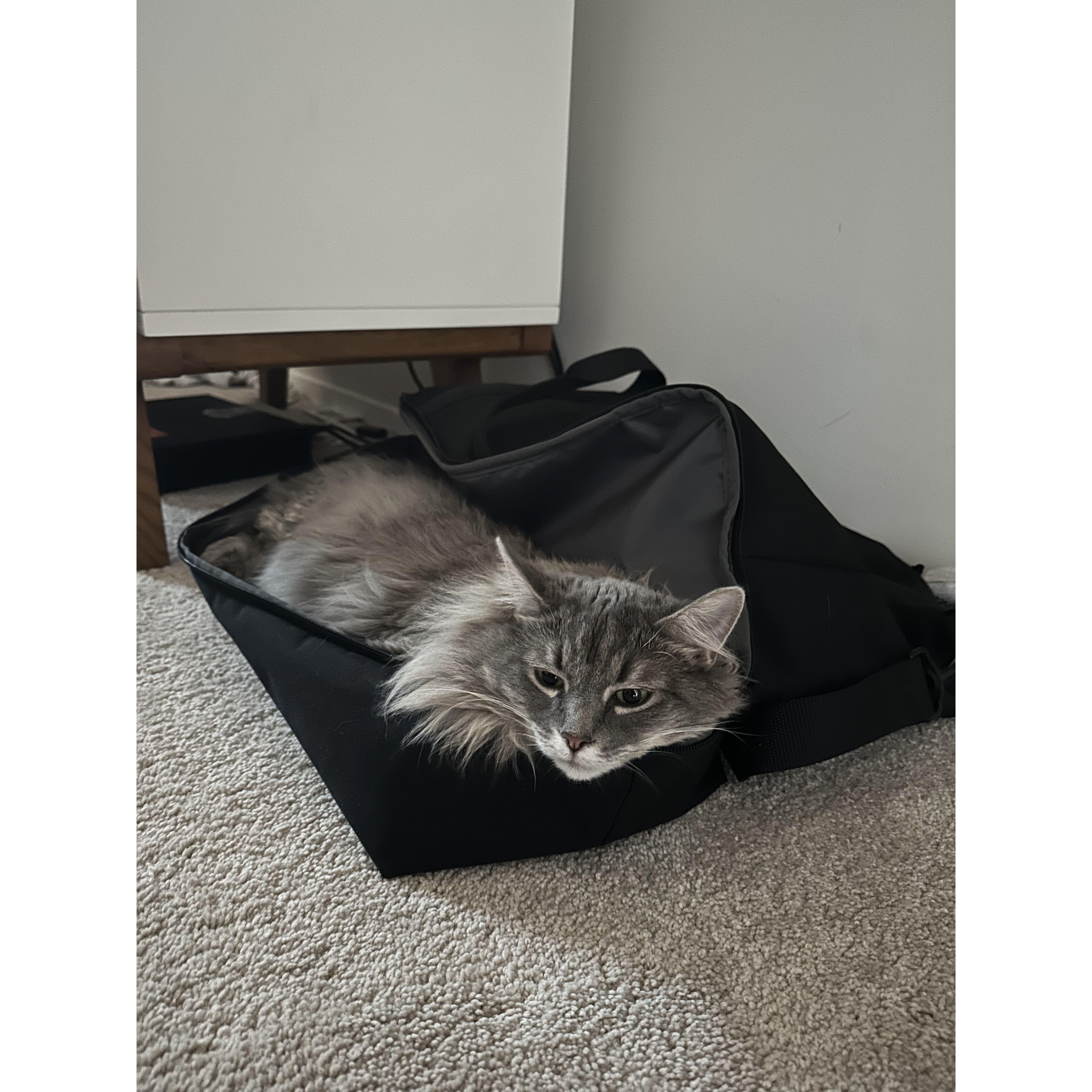 The bad cat
