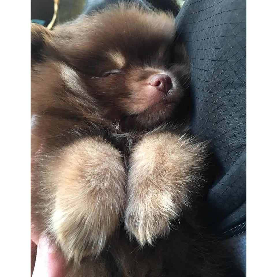 Our sweet baby Dwight